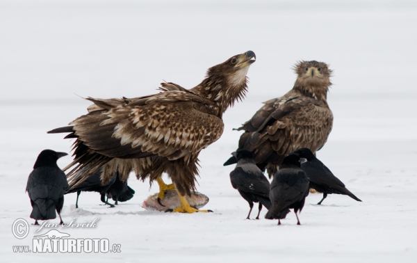 Haliaeetus albicilla