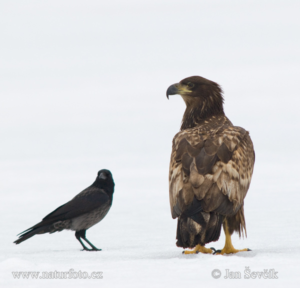 Haliaeetus albicilla