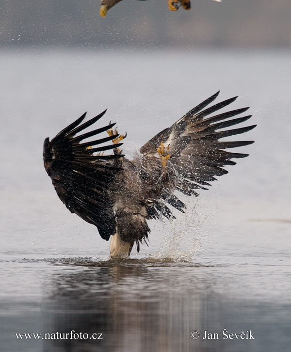 Haliaeetus albicilla