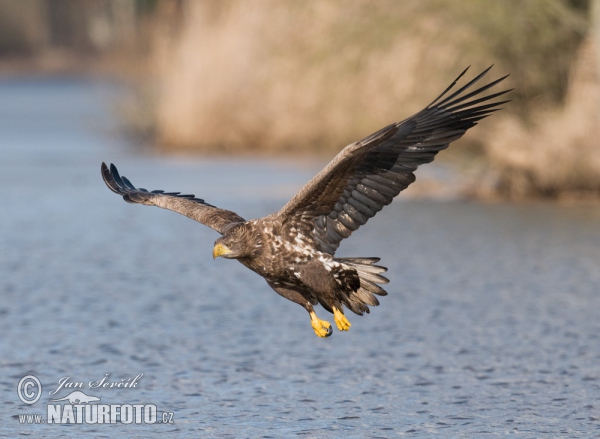 Haliaeetus albicilla