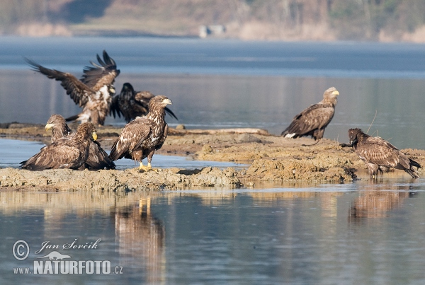 Haliaeetus albicilla