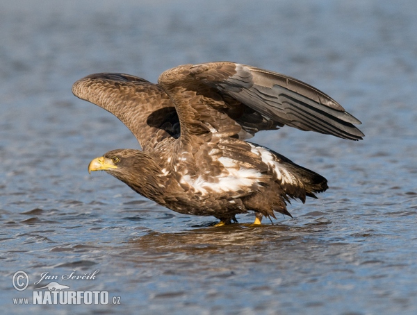 Haliaeetus albicilla