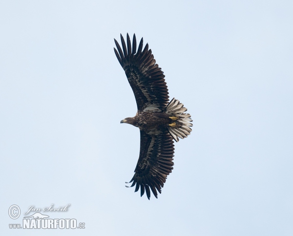 Haliaeetus albicilla