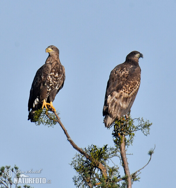 Haliaeetus albicilla