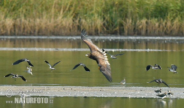 Haliaeetus albicilla