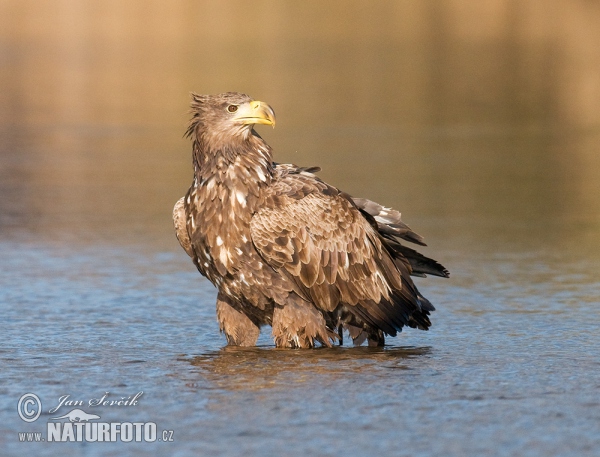 Haliaeetus albicilla