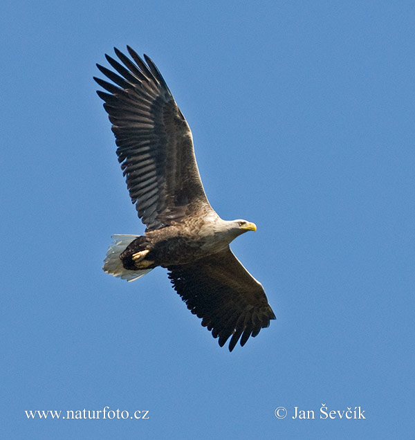 Haliaeetus albicilla