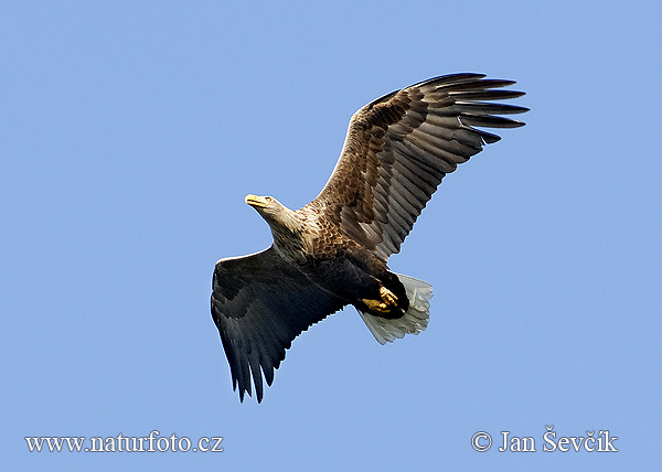 Haliaeetus albicilla