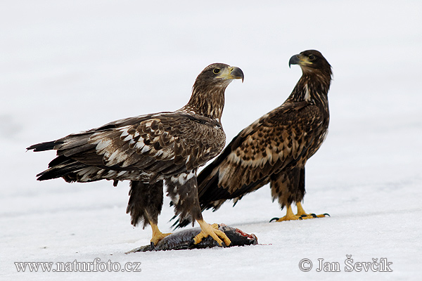 Haliaeetus albicilla