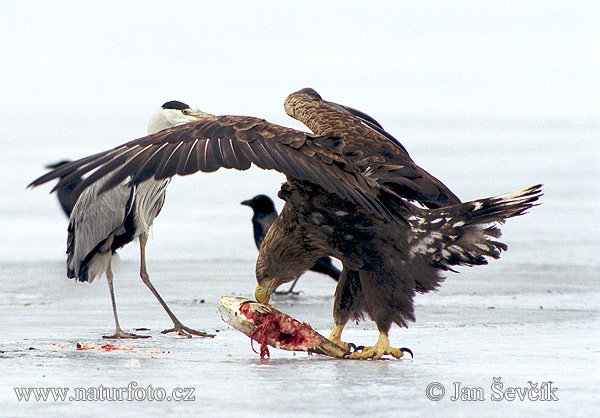 Haliaeetus albicilla