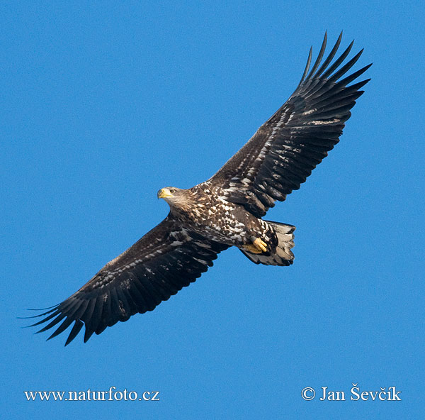 Haliaeetus albicilla