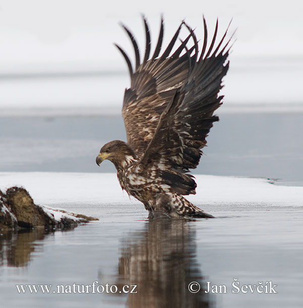 Haliaeetus albicilla