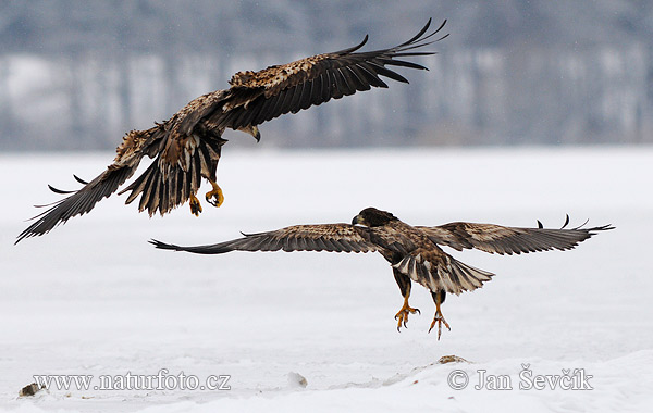 Haliaeetus albicilla