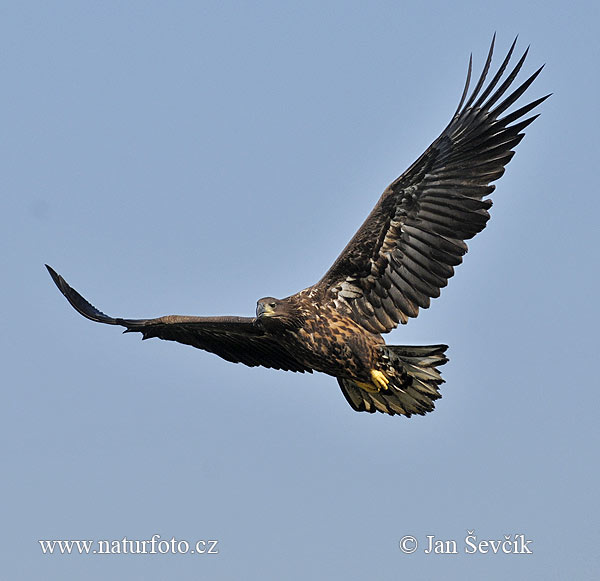 Haliaeetus albicilla