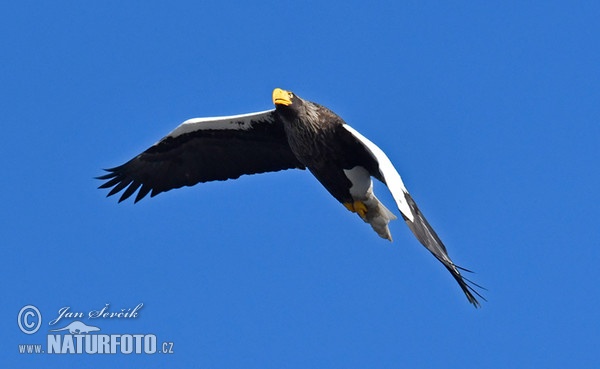 Haliaeetus pelagicus