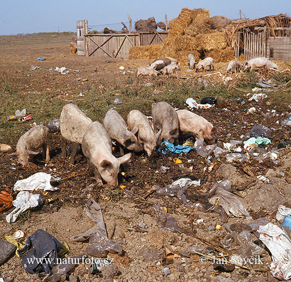 Hängebauchschwein