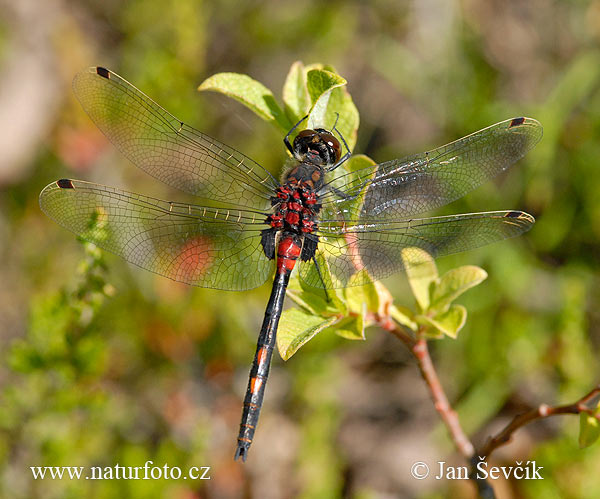 hite-faced darfer