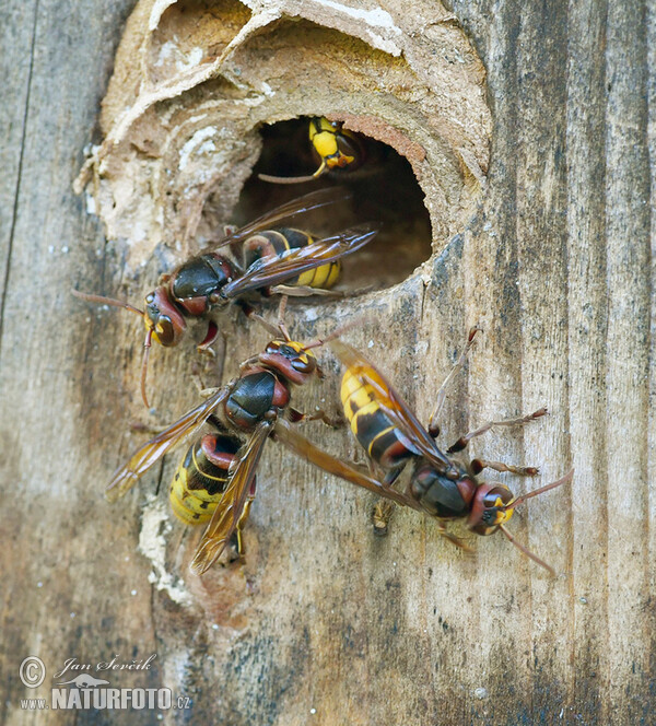 Hornet (Vespa crabro)