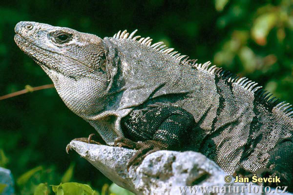 Iguana nera