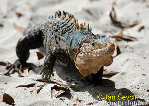 Iguana nera