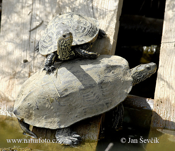 Kaspische Bachschildkröte