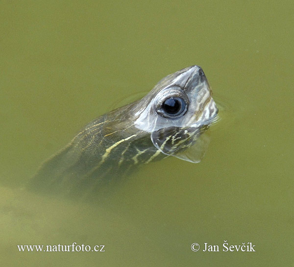 Kaspische Bachschildkröte