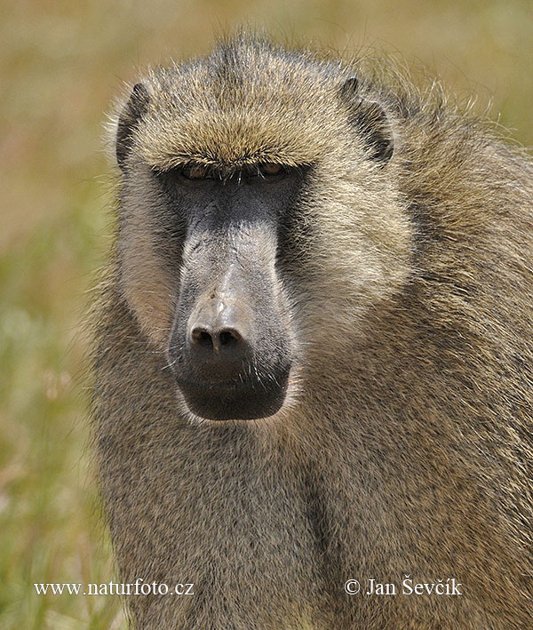 Nếu bạn yêu thích loài động vật khỉ đầu chó và muốn tìm hiểu những thông tin thú vị về loài động vật này, hãy xem ngay hình ảnh khỉ đầu chó vàng.