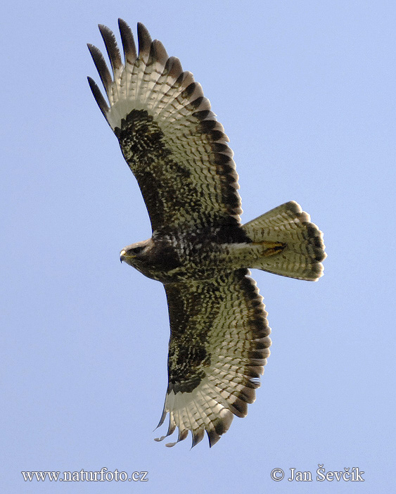 Komuna buteo