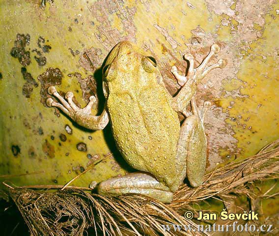 Kuba-Laubfrosch