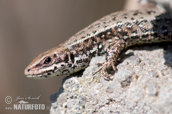 Lacerta vivipara