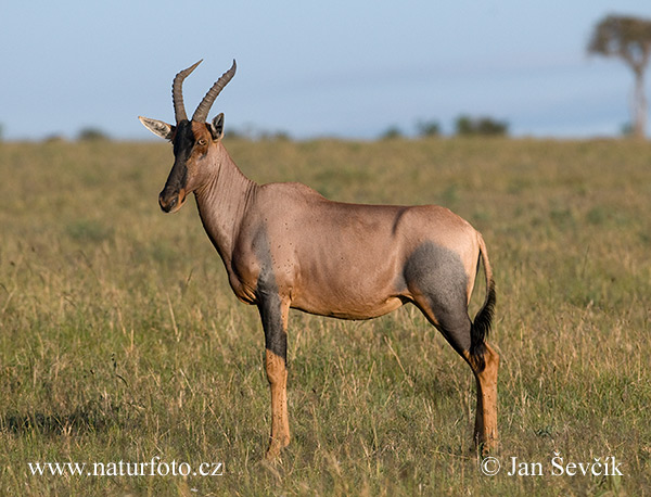 Leierantilope