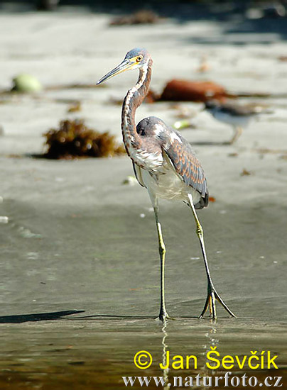 Louisiana balıkçılı