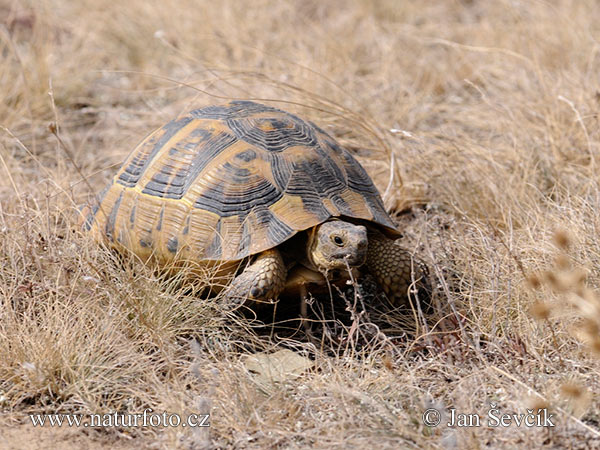 Maurische Landschildkröte