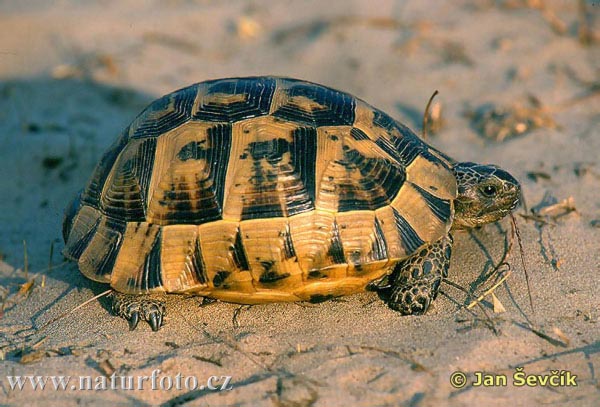 Maurische Landschildkröte