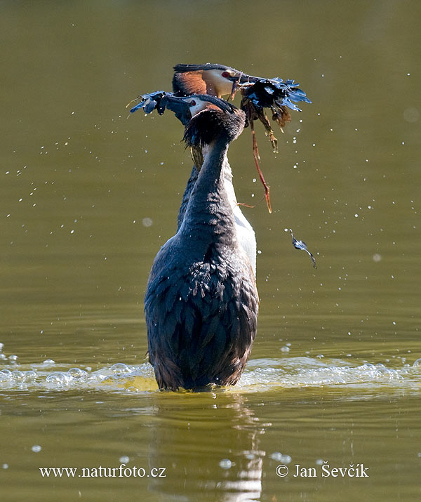 Mergulhão-de-crista