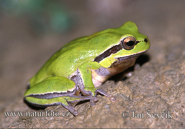 Mittelöstlicher Laubfrosch