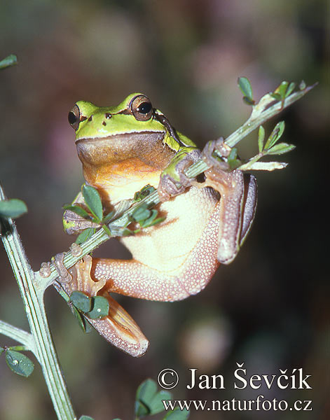 Mittelöstlicher Laubfrosch