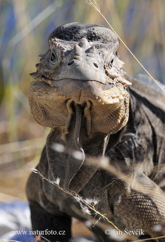 Nashornleguan