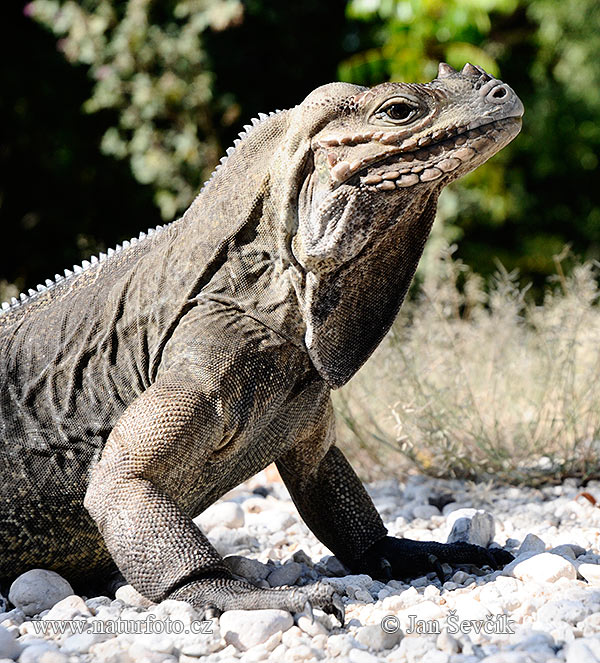 Nashornleguan