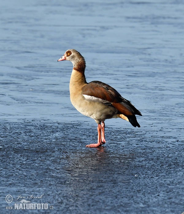 Nilgans