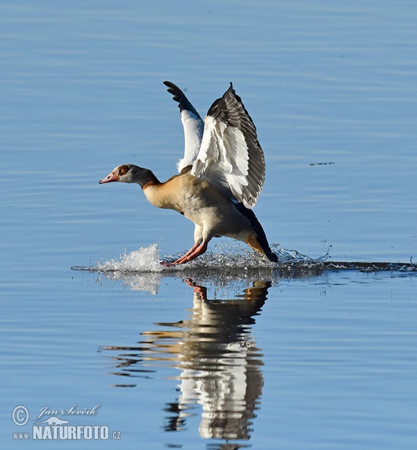 Nilgans