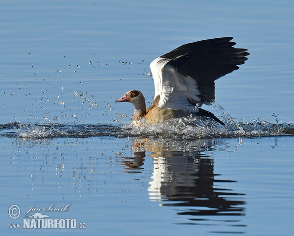 Nilgans