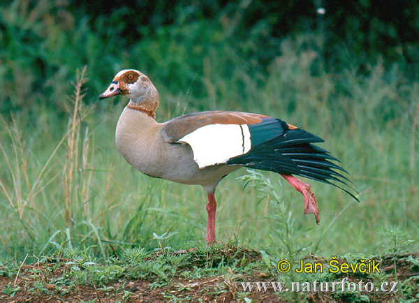 Nilgans