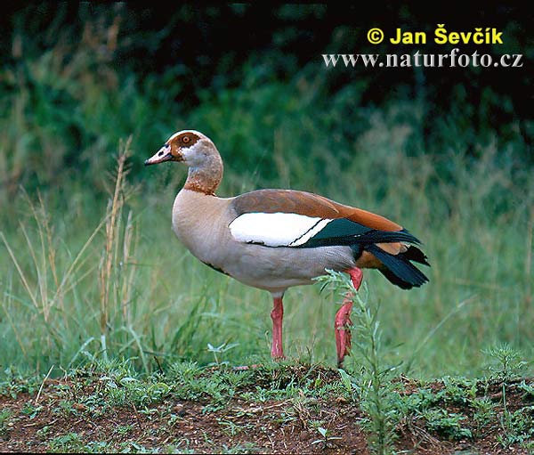 Nilgans