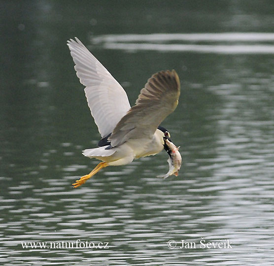 Nycticorax nycticorax