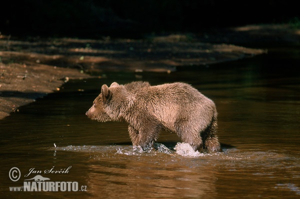 Oso pardo