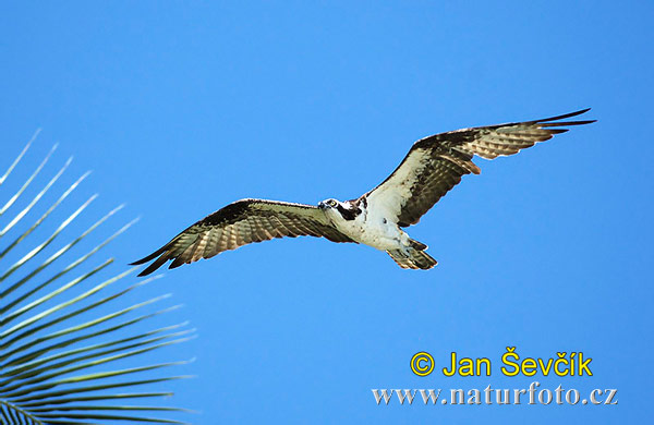 Pandion haliaetus