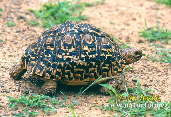 Pantherschildkröte