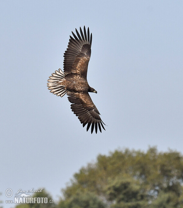 Pigargo europeo