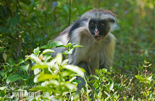 Piliocolobus kirkii